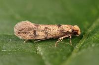 Tinea basifasciella