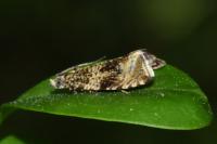 Celypha lacunana