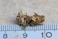 Sterrhopterix fusca