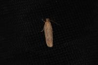 Platyedra subcinerea