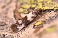 Enolmis agenjoi