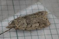 Diurnea fagella