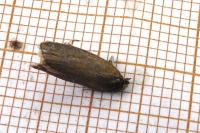 Clepsis unicolorana
