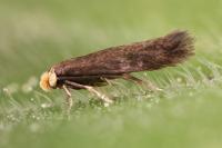 Stigmella suberivora