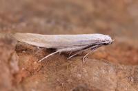 Psamathocrita osseella