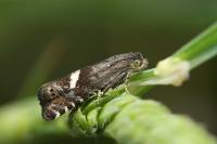 Grapholita lunulana