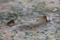 Pseudoswammerdamia combinella