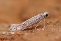 Ptocheuusa paupella