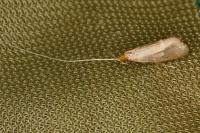 Nematopogon