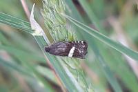 Grapholita lunulana