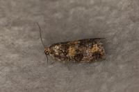 Ptycholomoides aeriferanus