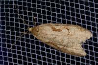 Semioscopis steinkellneriana