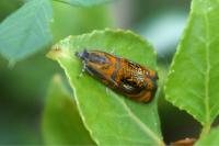 Olethreutes arcuella