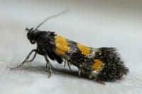 Chrysoesthia sexguttella