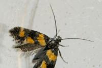 Chrysoesthia sexguttella