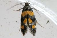 Chrysoesthia sexguttella