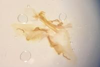 Nematopogon swammerdamella