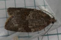 Syndemis musculana