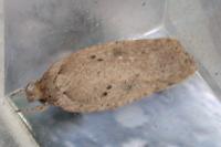 Agonopterix yeatiana