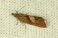 Dichrorampha acuminatana