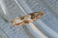 Crocidosema plebejana