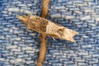 Crocidosema plebejana