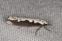 Ethmia bipunctella