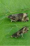 Celypha lacunana