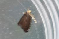 Pammene germmana