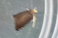Pammene germmana