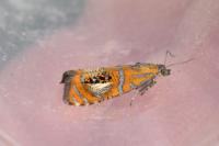 Olethreutes arcuella