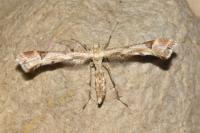 Platyptilia gonodactyla