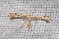 Platyptilia gonodactyla