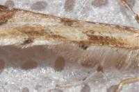 Platyptilia gonodactyla