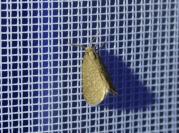 Bijugis bombycella