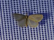Bijugis bombycella