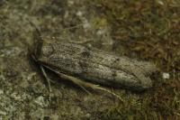 Blastobasis phycidella