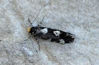 Triaxomera fulvimitrella