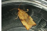 Lozotaenia cupidinana