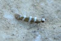 Argyresthia trifasciata