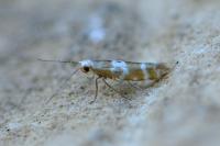Argyresthia trifasciata