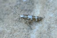 Argyresthia trifasciata
