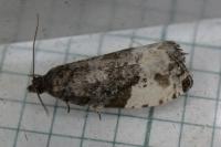 Hedya pruniana