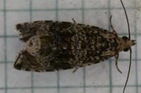 Celypha lacunana