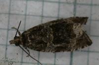 Celypha lacunana