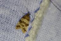 Isotrias rectifasciana