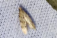 Pseudotelphusa occidentella