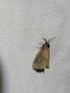Bijugis bombycella