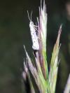 Ethmia terminella