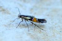Cosmopterix orichalcea